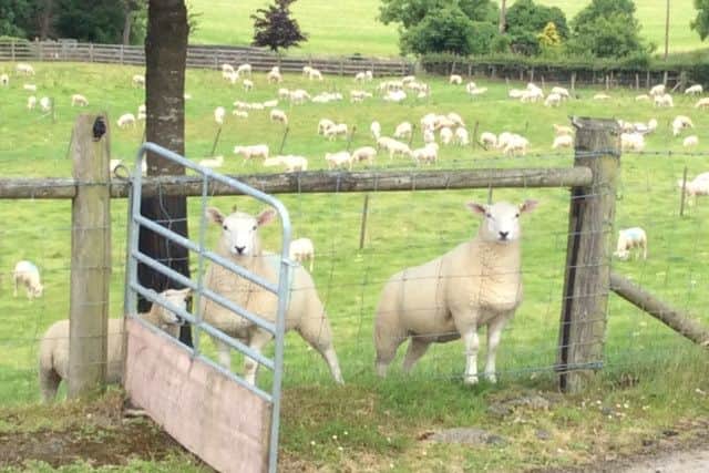 'Who's looking at who' - these lambs have just been weaned ?this week.?