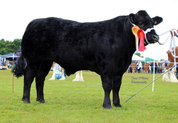 First place in the beef bullock section at Omagh Show went to Robert Simpson
