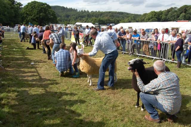 The final line up of sheep at Castlewellan Show 2016
