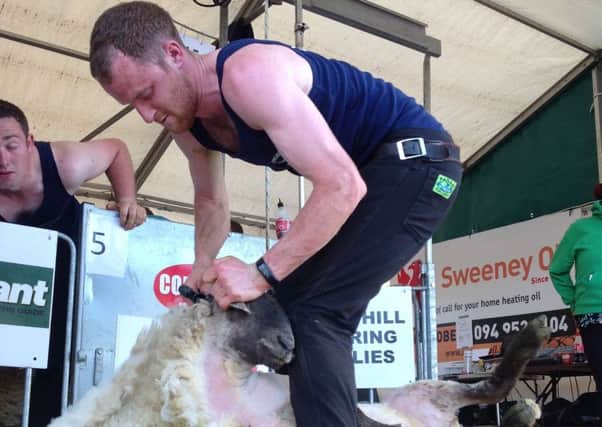 Tom Perry (Strabane)  battling for a place on the Northern Ireland Team for New Zealand 2017 in the Net-Tex Colate Sheep Shearing circuit