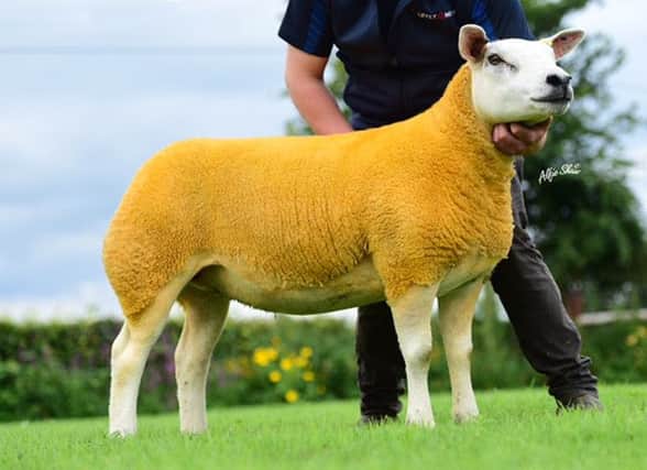 Lpt15000578 (d.o.b 22/3/15) is a naturally reared single out of Poseyhill Viking Warrior and out of all1300818 who is by Brackenridge Transformer. This gimmer is a very correct, stylish, well balanced sheep. She is also from the same family as Milestonehill O'Gara (15,000). All enquiries and visitors welcomed.