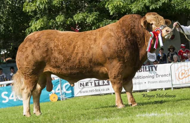 Tunnelby Inca - Male and overall Limousin champion