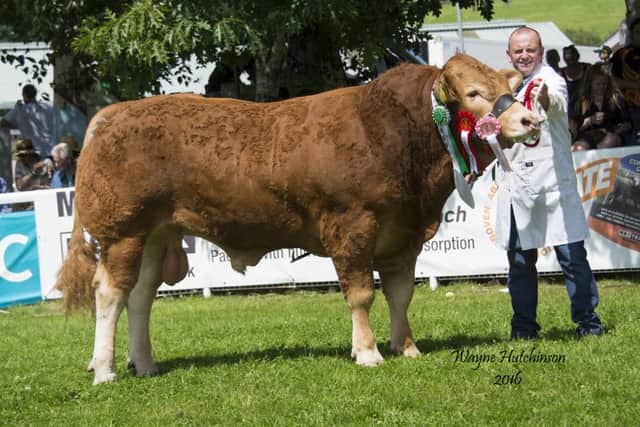 Pabo Legend, reserve male and reserve overall Limousin champion
