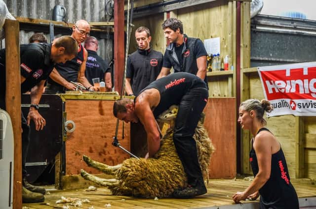 Matt Smith shearing during the World Record attempt. Picture: Emily Fleur Photography