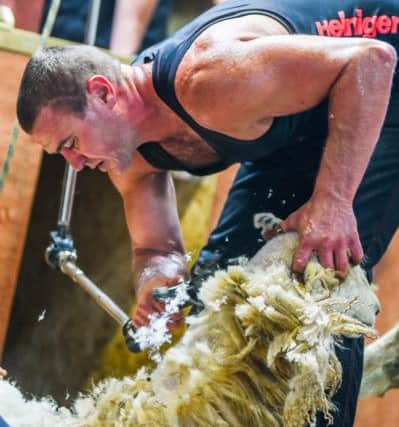 Matt Smith shearing during the World Record attempt. Picture: t Emily Fleur Photography