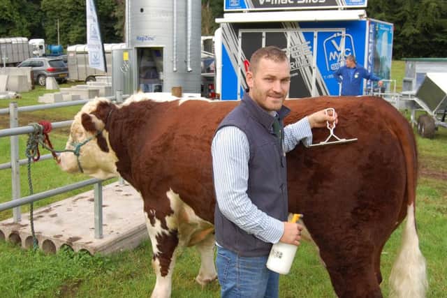 Ciaran Kerr, from Lurgan, preparing the Hereford champion for the show ring at Clogher Valley Show