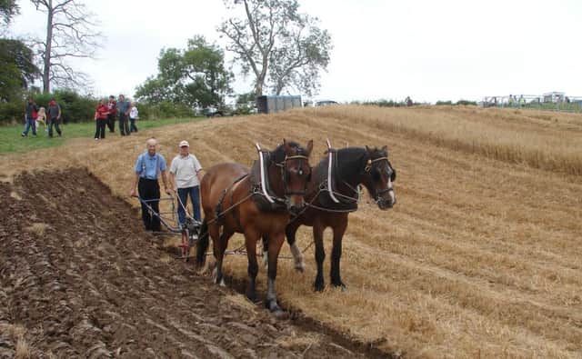 Horse ploughing