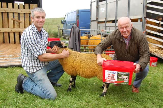 David Morgan, Caltech-Crystalyx (right) chatting with Andrew O'Gara, a Glencolmcille Show Committee member and Perth Blackface breeder.
