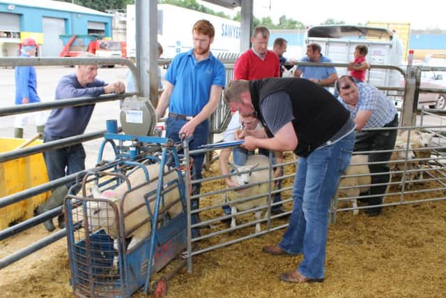 The weigh-in gathers momentum at the Irish Beltex Sheep Breeders Club cross-bred carcass competition.