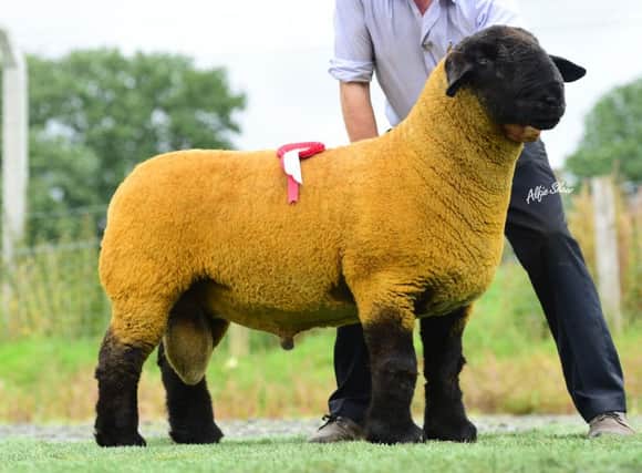 Judge John Gibb selected S&W Tait's shearling ram top of the class and it later sold for 700gns to PL McKeag, Co Down