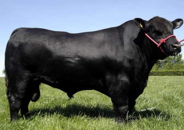 Kiltariff Dynamic daughters are catalogued for the Coltrim Aberdeen Angus herd's reduction sale at Ballymena Mart on August 26.