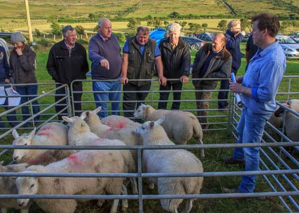 Dessie Patterson, proprietor of Meelmore Lodge points out the type of lambs he is selecting from his Lleyn cross ewes. Dessie also provides camping and accommodation facilities for visitors.