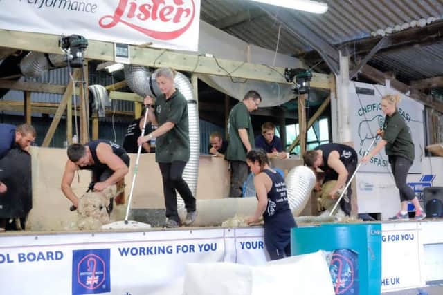 Shearing record attempt