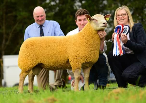 Supreme Champion at the Charollais Sheep Premier in Dungannon selling for 2300gns,shown by Stephen McConnell with Judge Arwyn Thomas and Ann Anderson representing Danske Bank,Sponsor