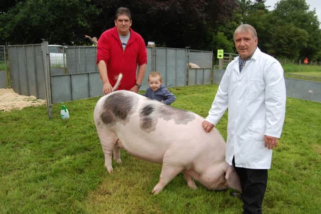 RBST Northern Ireland chairman Brian Hunter with Gloucester Old Spot breeder Brian Kelly and young Mark Fry, from Moorfield in Co Antrim. Pigs will be well represented at the Rare Breeds show and sale in Gosford Park on Saturday September 3rd.