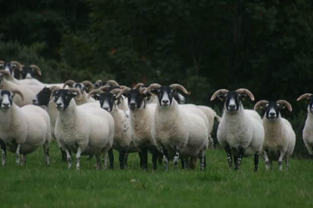 A group of quality Blackface ewes for the sale