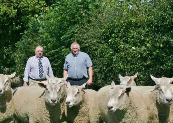 Girvan King, from J Thompson and Sons Animal Feeds is pictured with with Drew Cowan. Thompsons are once again sponsoring the Northern Ireland Charollais Sheep Club ram sale being held at Dungannon  Livestock Market on Monday 5th September.