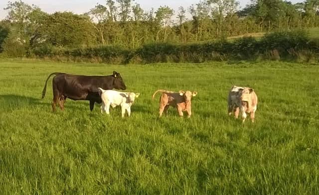 Autumn calved cows require close attention pre and post calving