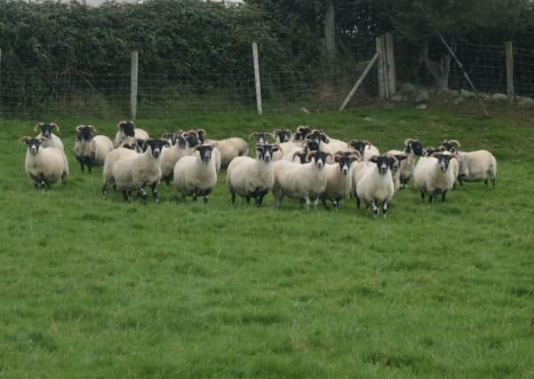 A selection of quality shearling ewes being presented for sale