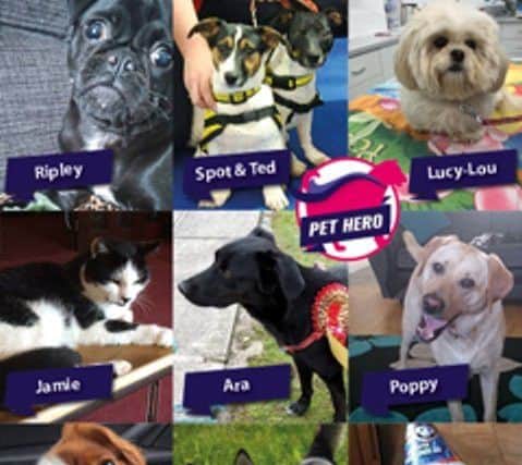 The finalists the Pet Hero competition being run by Vets4Pets