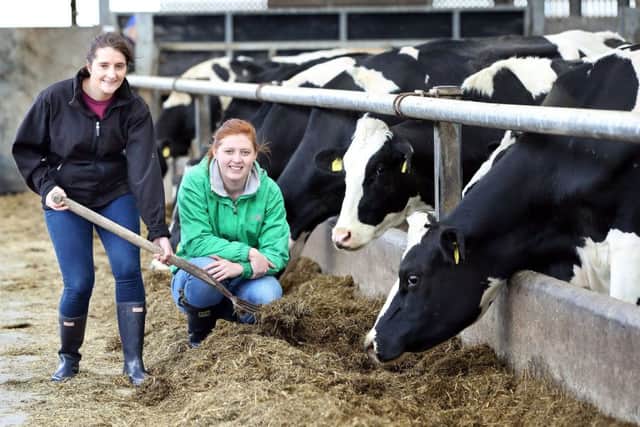 Third year medical students Julie Buckley, Annaghmore, and Rebecca Reid, Loughgall, busy feeding cows on Thomas Steele's dairy farm near Kircubbin.