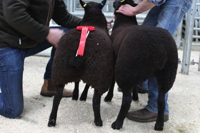 First prize pair of commercial Zwartbles lambs from Jack Smyth sold for Â£150 each. Picture: Nathan Hylands Photography