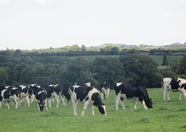 A clinical outbreak of Salmonella on a farm can be quite traumatic with cows suffering acute diarrhoea, condition loss and abortion, and all the losses that come with that.