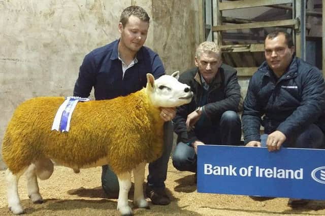 Richard Primrose Bank of Ireland and Judge Brian Hanthorn hand over the Reserve Champion Rosette to Andrew Fyffe Fairywater Texels at the NI Texel Breeders Club Show and Sale in Clogher.