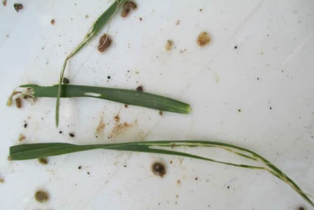Shredded wheat leaves, evidence of slug damage