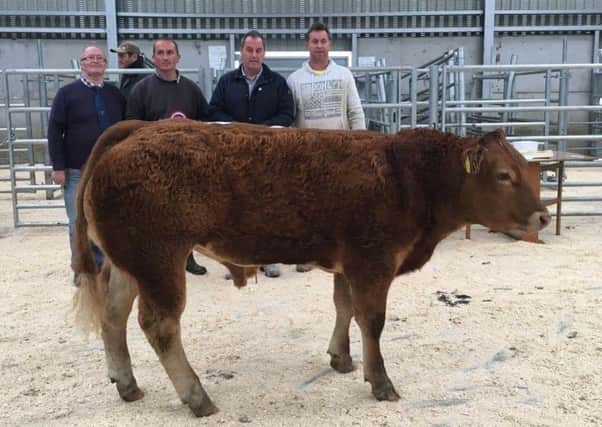 Leslie Hood, NI Limousin Cattle Club, with owner A & D McAfee and the Overall Limousin champion and judge Packie Donnelly, Ballymena