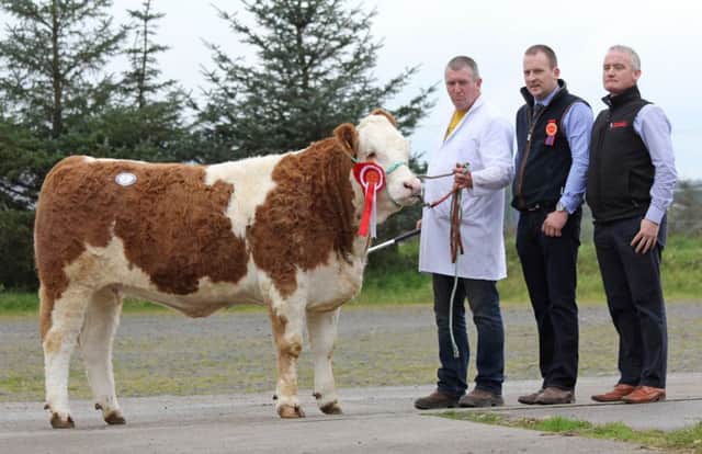 Champion at the Simmental club's autumn show and sale was Stralongford Grace exhibited by Andrew Hanna, Trillick. Included are judge Jonny Hazelton, Dungannon; and sponsor Kevin McAnenly, Bimeda. Picture: Julie Hazelton