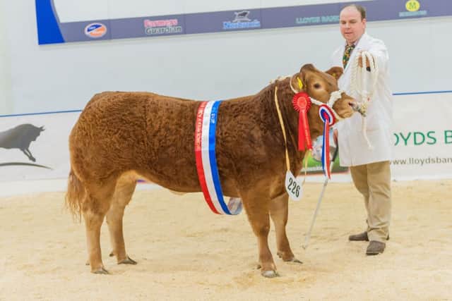 2015 cattle champion Biwt shown by Tudor Edwards and family