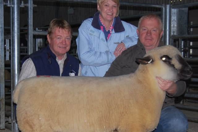 Sale leader, a shearling ewe at 850gns from KP and AE McCarthy