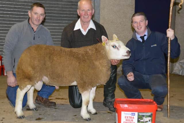 Geoffrey Fleck representing Sponsor SH Coleman Glarryford and Judge Philip Whyte hand over the Reserve Champion Rosette to Austin Shaw Fairmount Texels at the NI Texel Club Harvest Show and Sale at Ballymena.