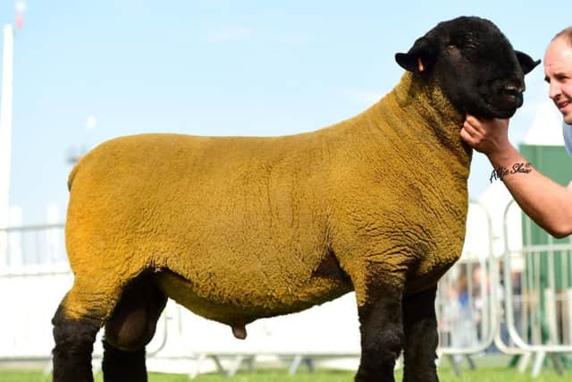 The 18,000gns Ballynacannon Attitude has been used extensively in the  
Burnview flock