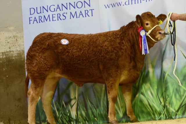 Carnew Lily stood top of the line in the show ring for J & J Aiken, Dromara.