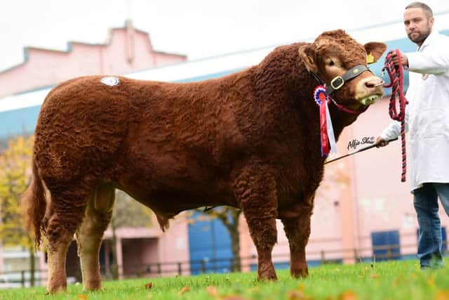 Ian Davidson & Son, Larne sold a pair of Limousin bulls to average Â£2467.