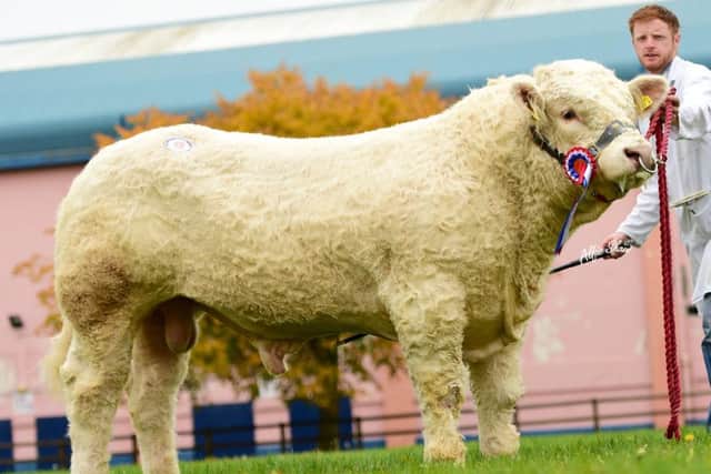 Will Short, Omagh realised 3300 guineas for "Woodpark Landmark" at Richard Beatties Balmoral Bull Sales.