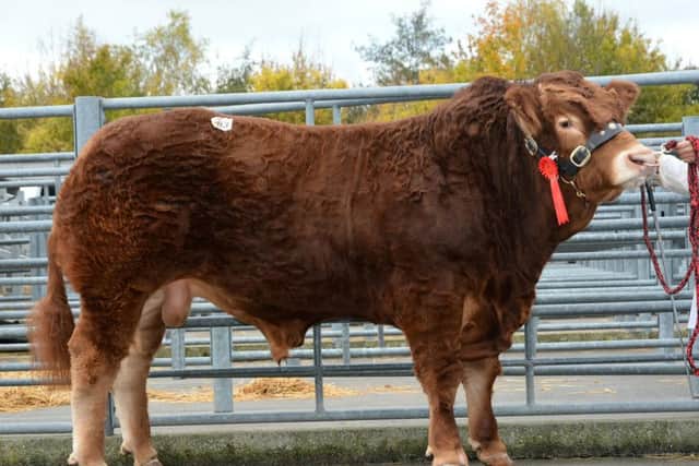Lot 63  'Beulah Luigi'  from Messrs M J Price  Builth Wells. Sold at 4,400gns
