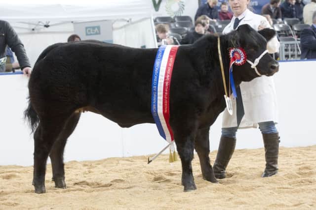 Baby beef champion Limousin sired heifer Rio from NE Slack