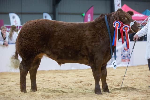Red Hot, overall steer champion, Dickie Wright
