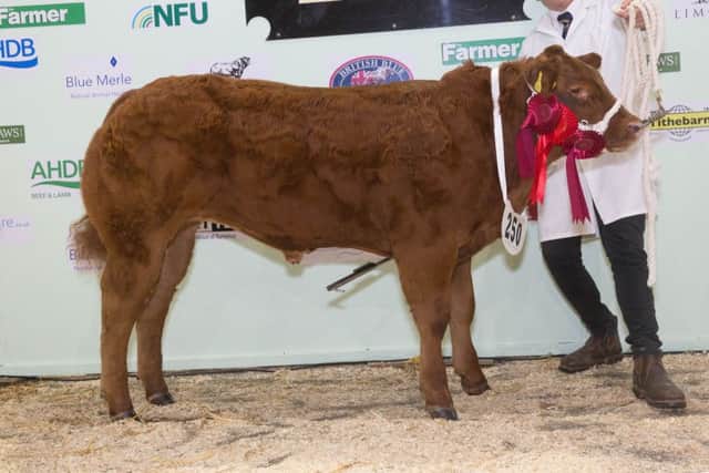 Overall baby beef at the English Winter Fair 2016 was Master Monty owned by J A Nicholls