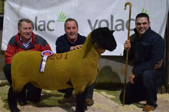 Patrick Donnelly's 1st Prize Ewe Lamb & Overall Champion  a daughter of Rhaeadr Rhonn topping the sale at 2000gns
