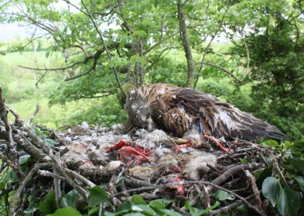 A red kite dead on a nest