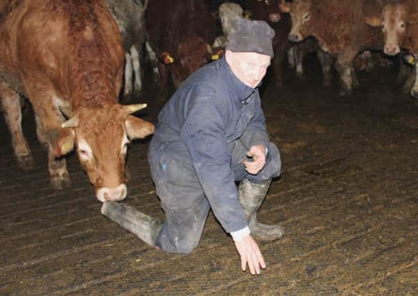 Loughbrickland beef producer Tom Sloane inspecting EsyFix slat rubber that was laid almost five years ago in a slatted beef shed