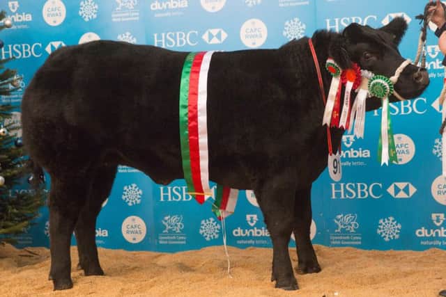 French Connection, heifer champion and reserve overall