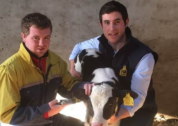 Simon Stevenson, Ballykeel Road, Ballymartin, pictured tagging a newly born calf with Caisley BVD cattle tags, assisted by Roger Allen from Countryside Livestock ID.