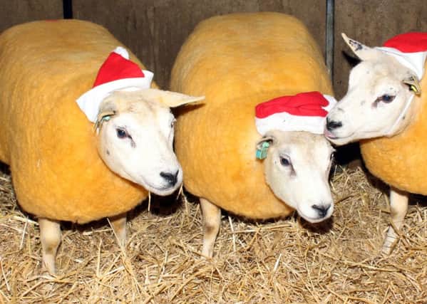 The Beltex in-lamb show and sale will take place at Dungannon Farmers Mart on Friday, December 16