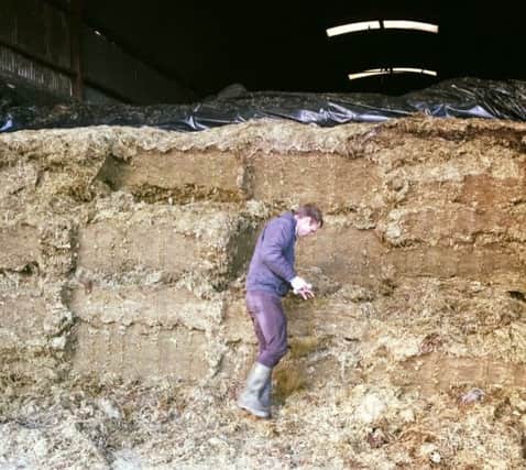 Geoffrey Read of Thompsons inspecting a pit of first cut silage in the area.
