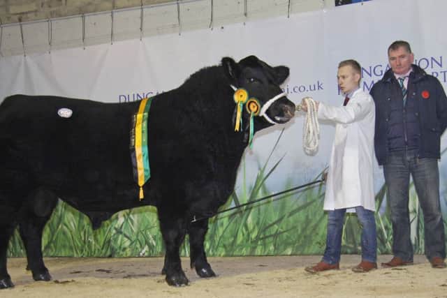 James Porter's male champion Old Glenort Krank R697 sold for a top price of 4,400gns at the Aberdeen Angus Cattle Society's Dungannon show and sale. Handler James Rea was congratulated by judge Trevor Shortt, Strabane.